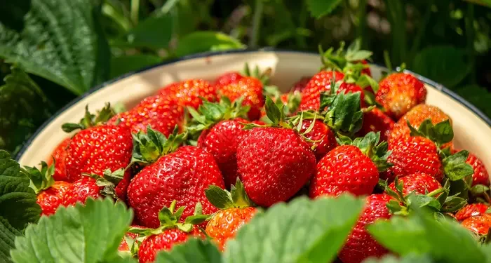 Kebun Stroberi Ciwidey: Surga Tersembunyi di Selatan Bandung